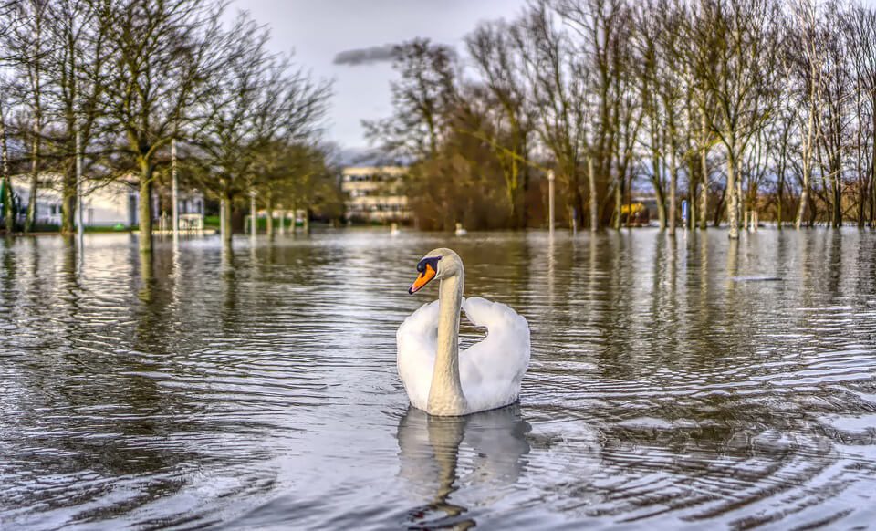 Cygne nageant dans une zone inondée avec des arbres et des bâtiments en arrière-plan.